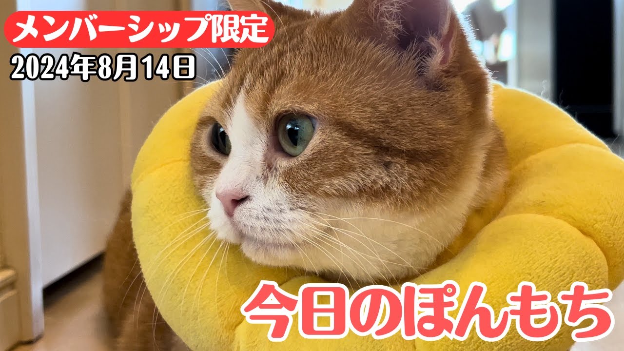【特別公開】この動画は8月14日にメンバー限定で公開した動画です！