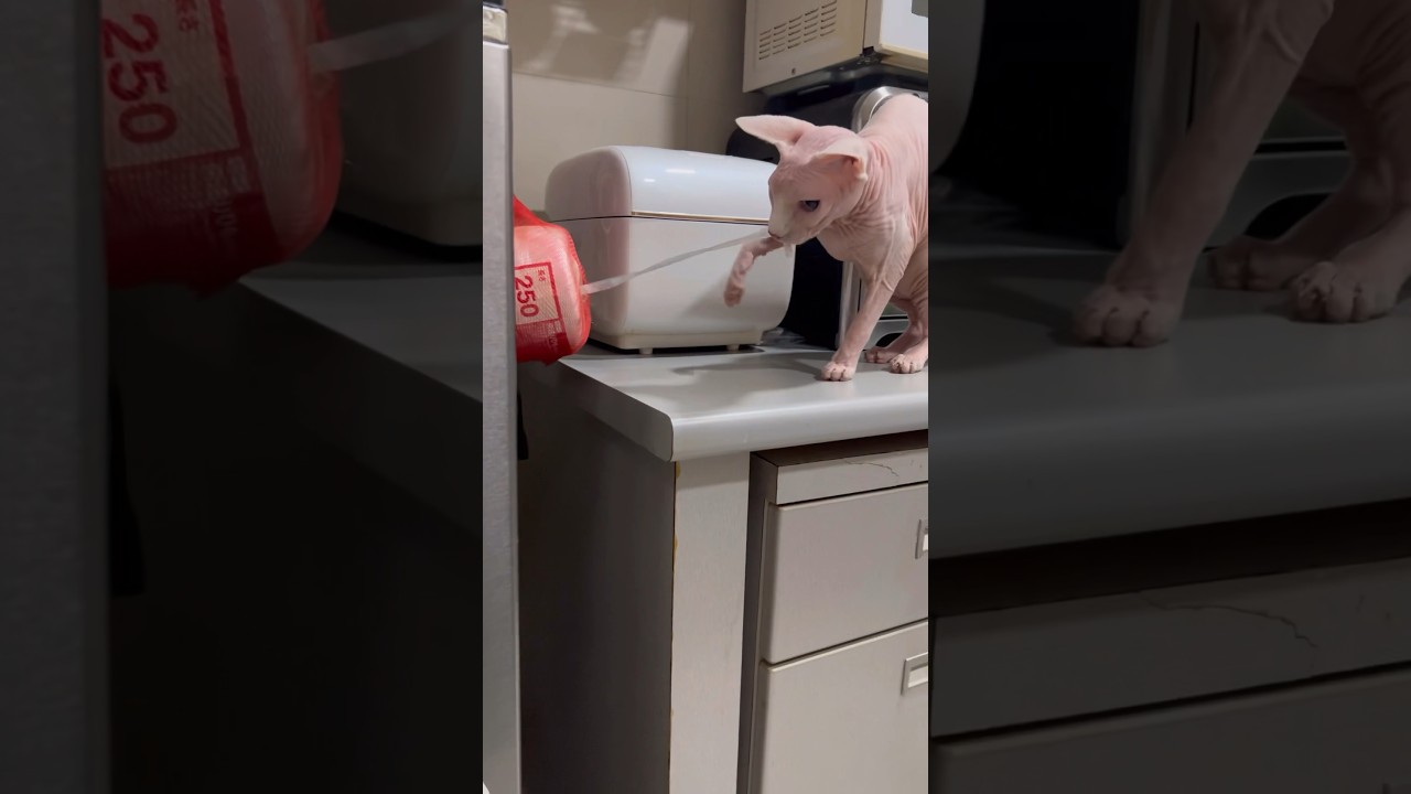 毛のない猫の最近のマイブームww【スフィンクス猫】