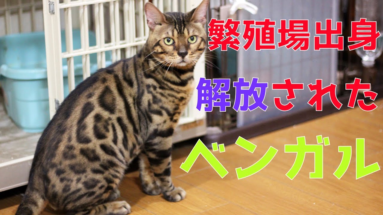 繁殖場から解放されたベンガルの家猫訓練