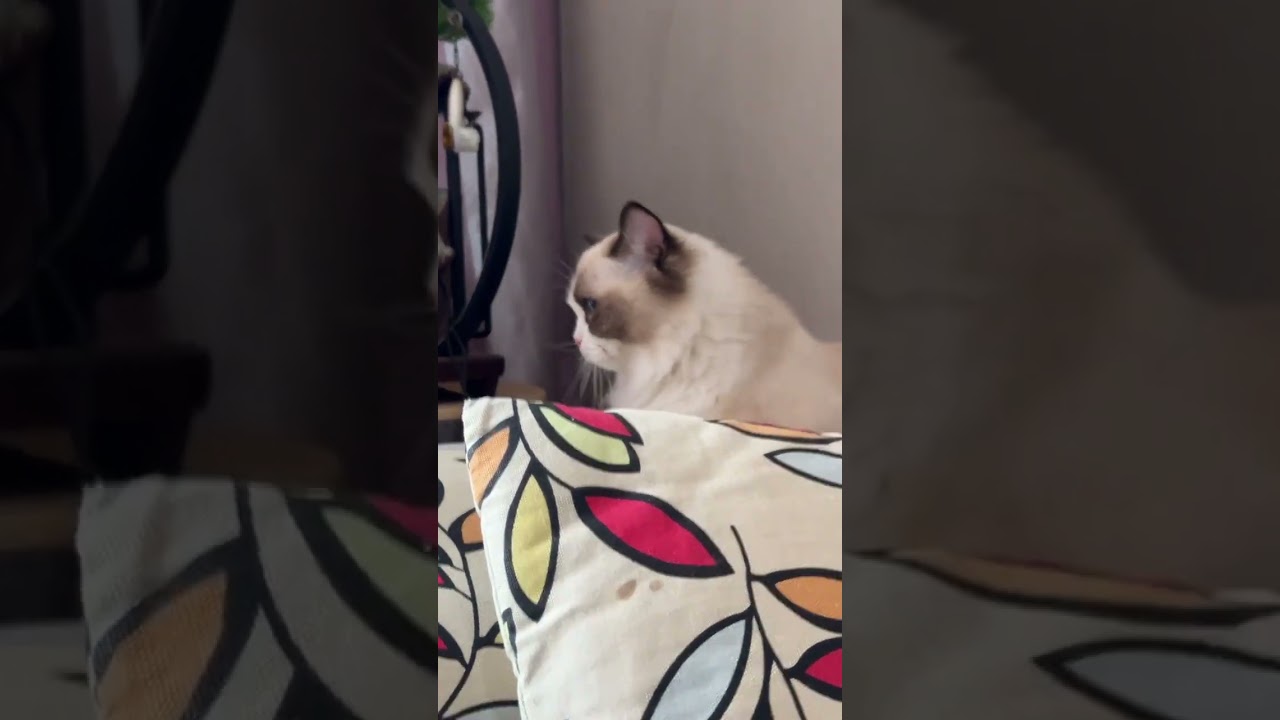Cat is looking confused