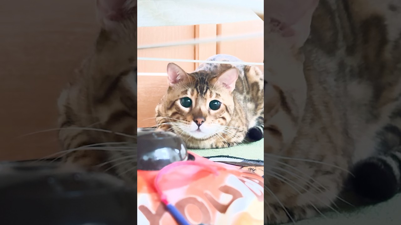 おめめがくりくり過ぎるベンガル猫