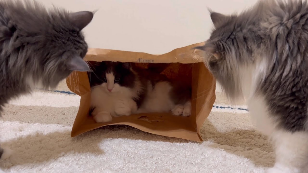 【かわいい❤️】紙が好きなもふ猫たちwwwターキッシュアンゴラとノルウェージャンフォレストキャット♡