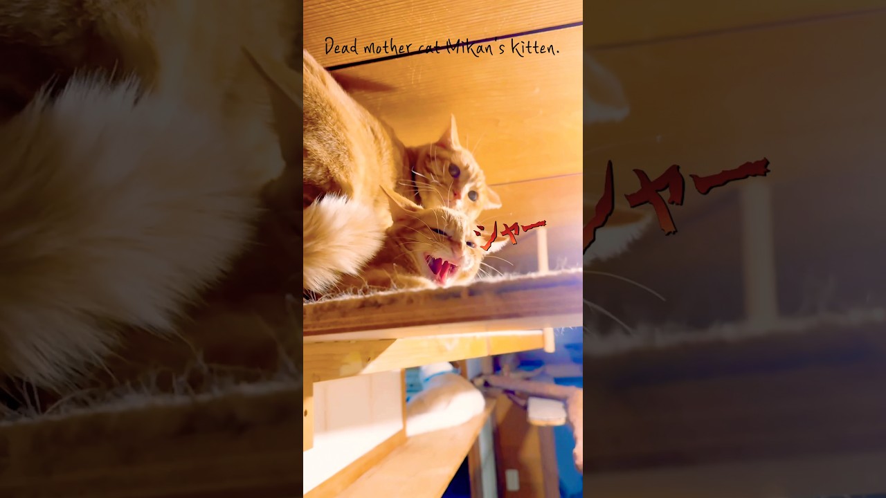 【みかんちゃんの忘れ形見の子猫】ごはんの時間だよー！！ねぇねは唾を飛ばすなwwゆず♀、じんたん♂里親募集中です！！（4ヶ月、関西）（詳細はお問い合わせ下さい）