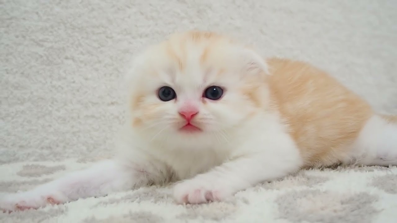 埼玉県　MINAMO スコティッシュフォールド　長男くん1 2024年8月1日産まれ