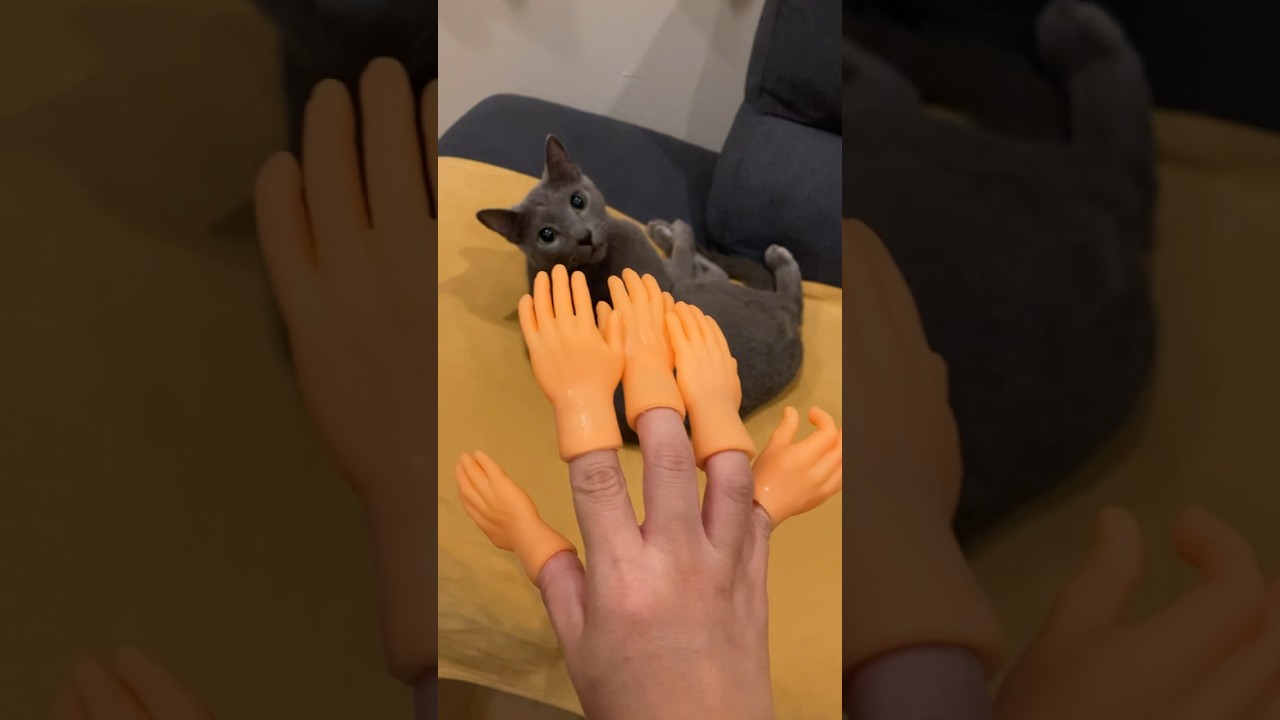 化け物になった飼い主を受け入れる猫#猫 #ロシアンブルー #cat #russianblue