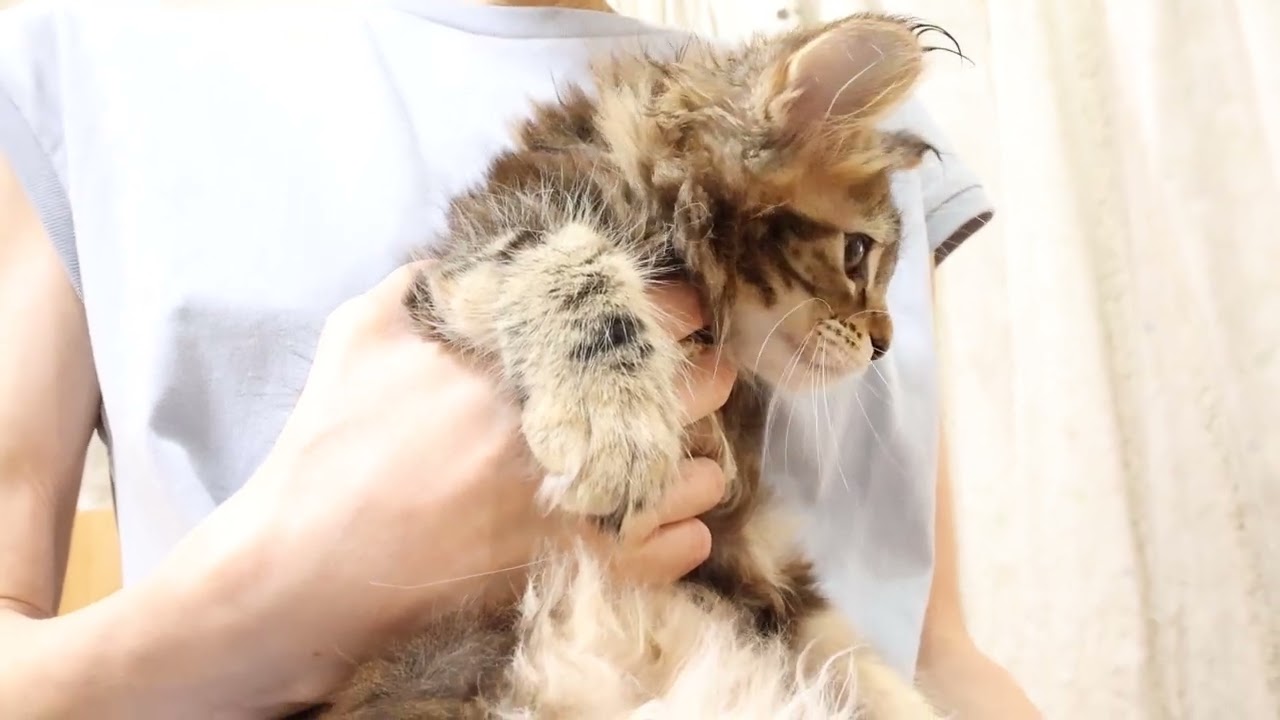 メインクーン子猫ララちゃんお渡し