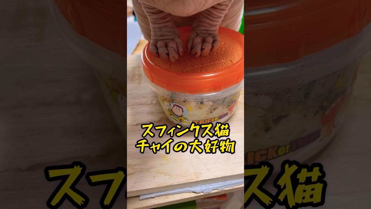 スフィンクス猫チャイの大好物についての事実#shorts#cat #猫#sphynx