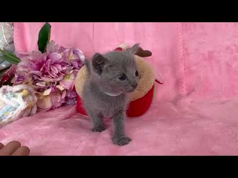 ロシアンブルー 【生後10ヶ月まで生命保証付き✨】水色リボンの可愛い男の子🎀【お土産付き🎁】