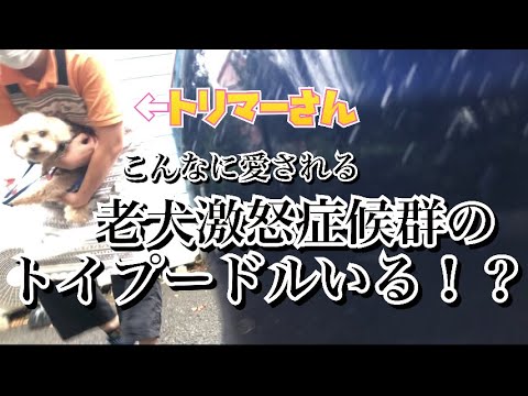 やばい愛されてる…【激怒症候群トイプードル】