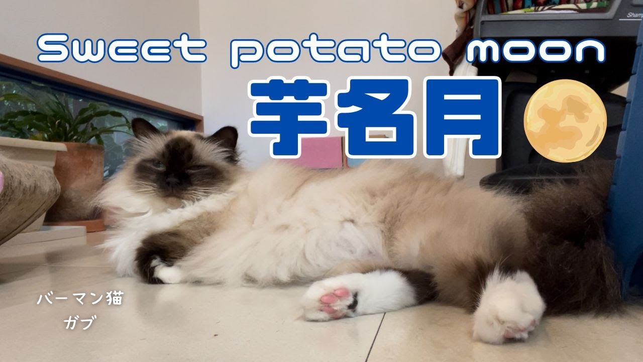 バーマン猫ガブ【芋名月】Sweet potato moon（バーマン猫）Birman/Cat