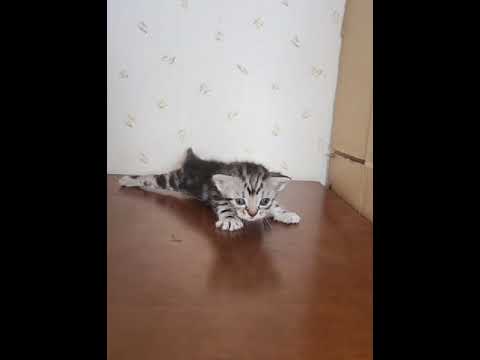 アメリカンショートヘア アメショーらしい綺麗なタビー柄　Z