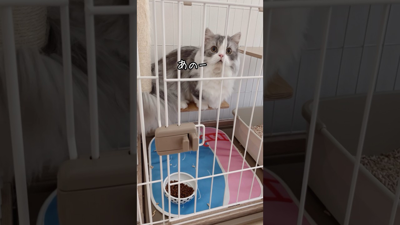 【短足マンチカンの大吉】ボクって、あざとい？笑 #短足マンチカン #マンチカン #猫 #猫のいる暮らし #ネコ #cat
