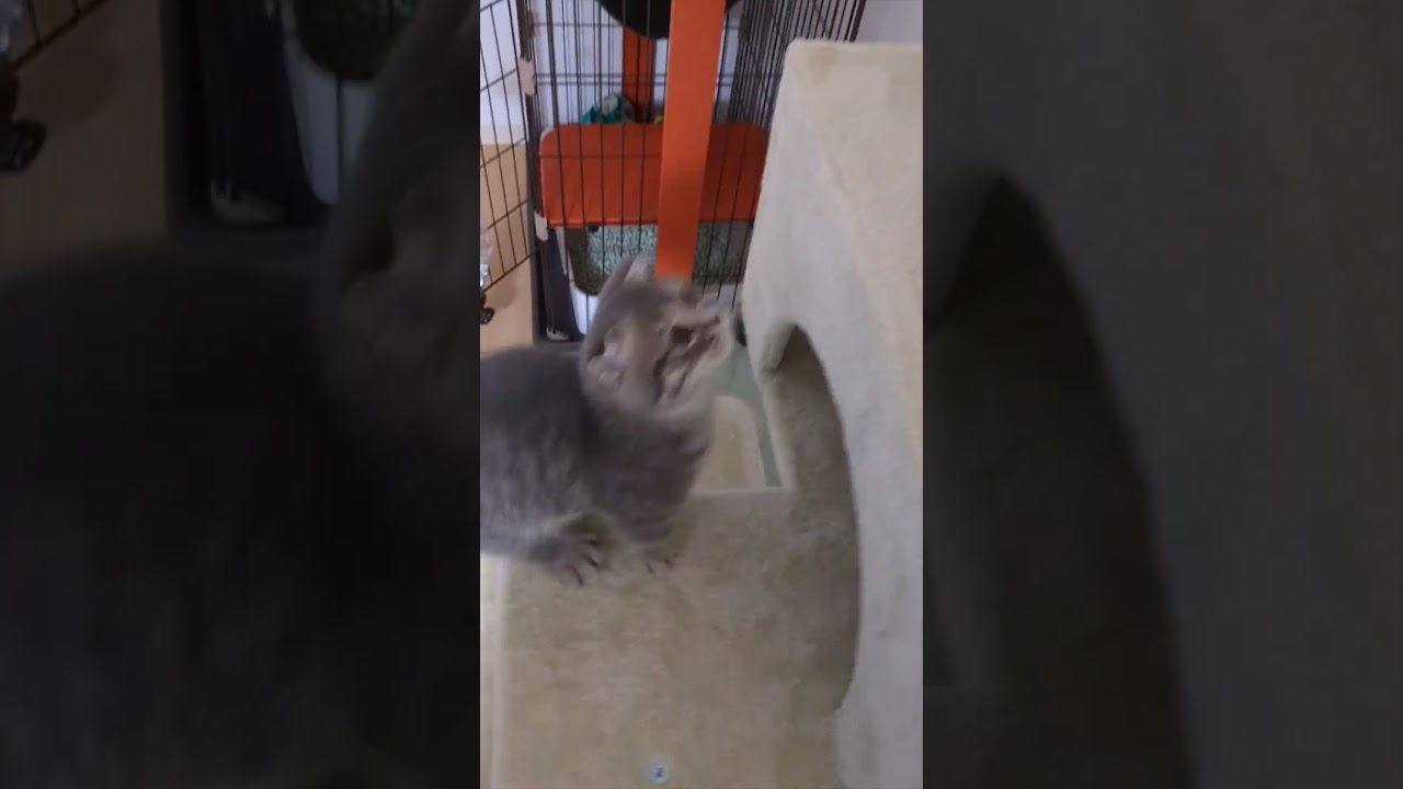 何よりもご飯が大好きだった子猫時代　#マンチカン