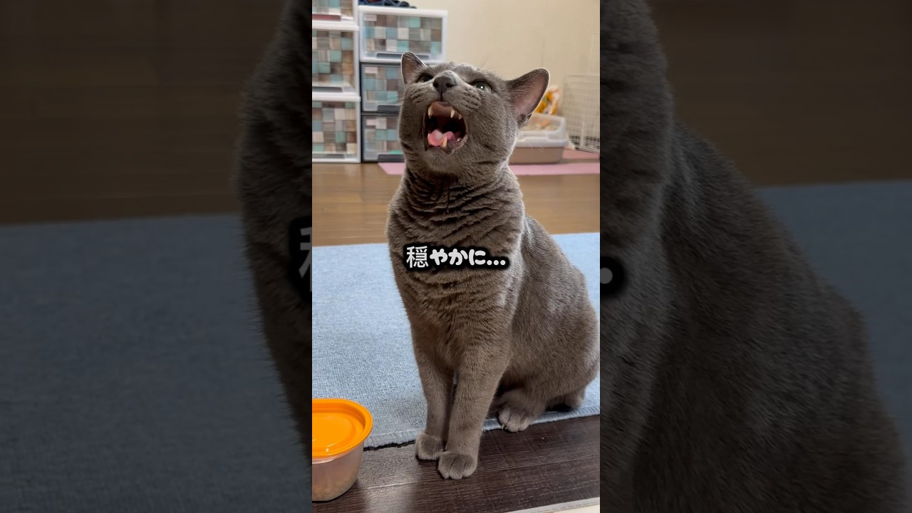 【ロシアンブルー】今朝のめろん...ええ声いっぱい出てます🤭【猫】#shorts