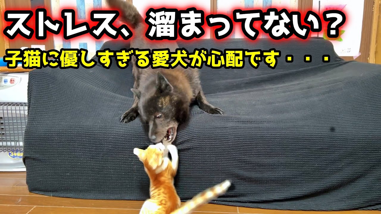 甲斐犬一休が子猫に優しすぎて、悩んでいることがあります