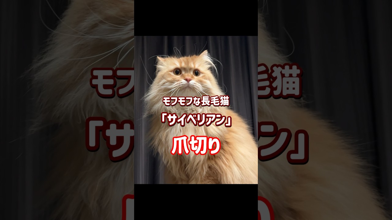 サイベリアンの爪切り　#shorts #サイベリアン #猫の爪切り
