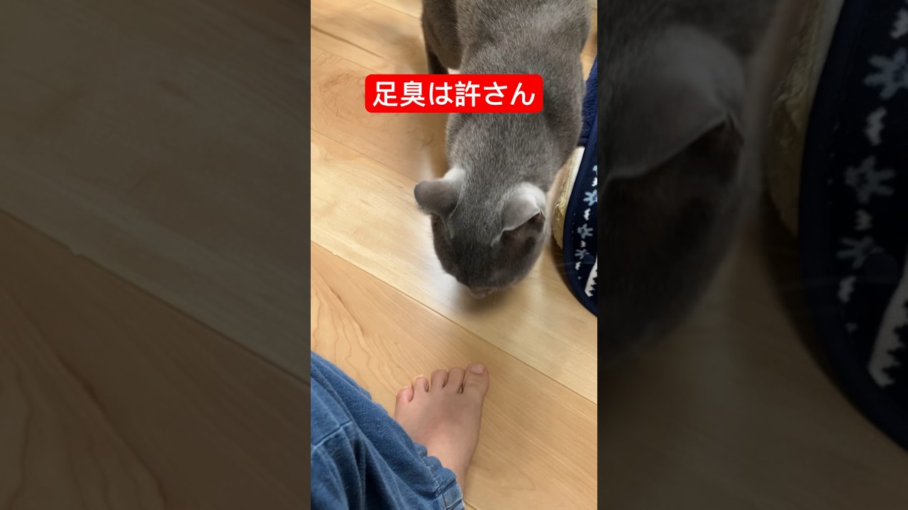 足臭いと怒る猫#猫 #ロシアンブルー #russianblue #cat