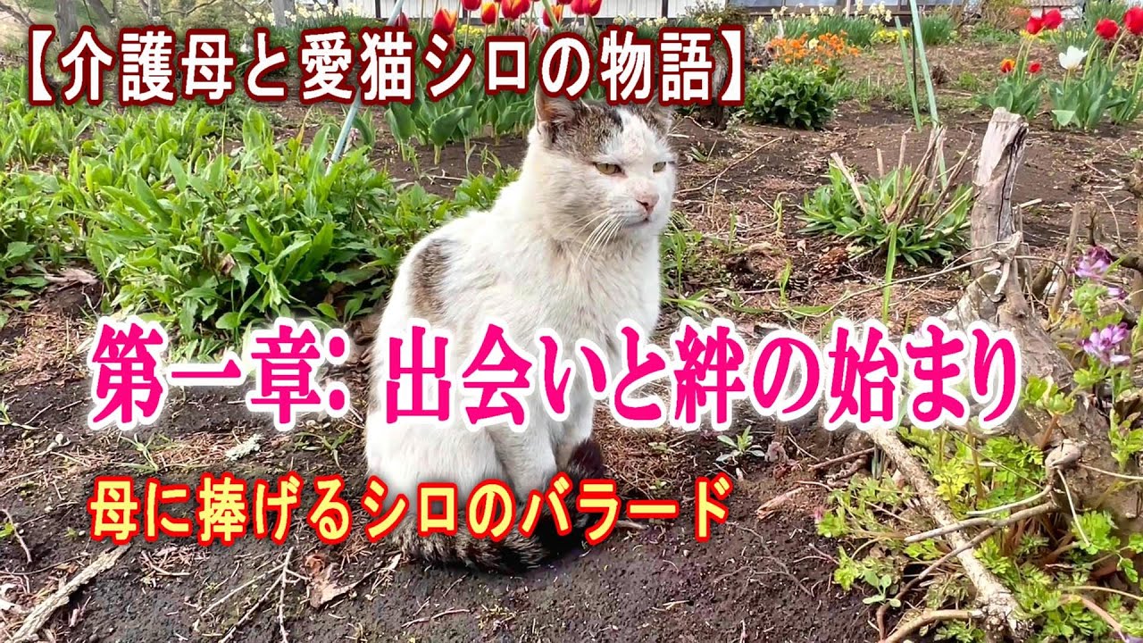 【介護母と愛猫シロの物語】第一章: 出会いと絆の始まり～母に捧げるシロのバラード【オリジナル曲】#ipp708#愛猫シロ