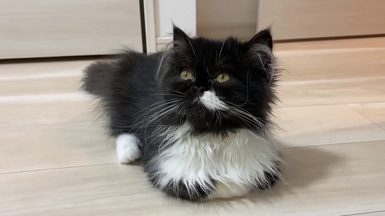 【保護猫】生後４ヵ月の子猫がやってきた！【ペルシャ猫】