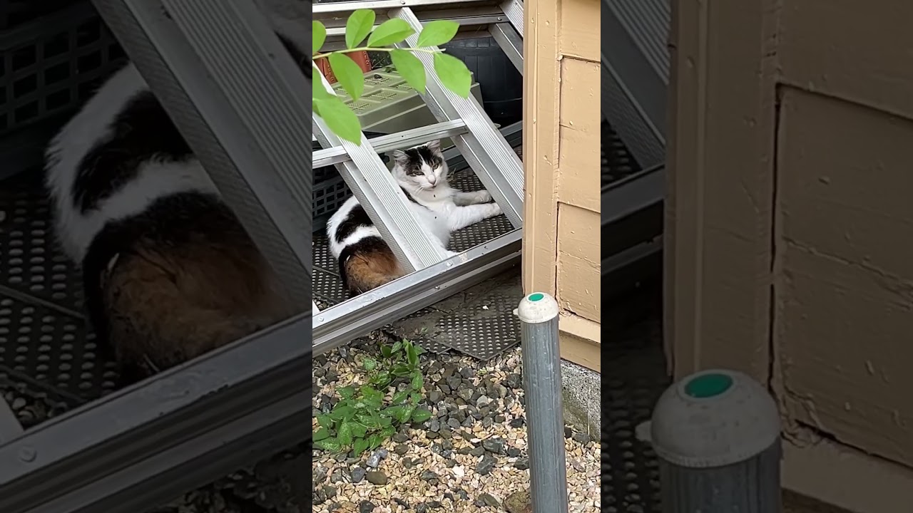 シャイで臆病な野良猫警備員🐱🚓葵ちゃん