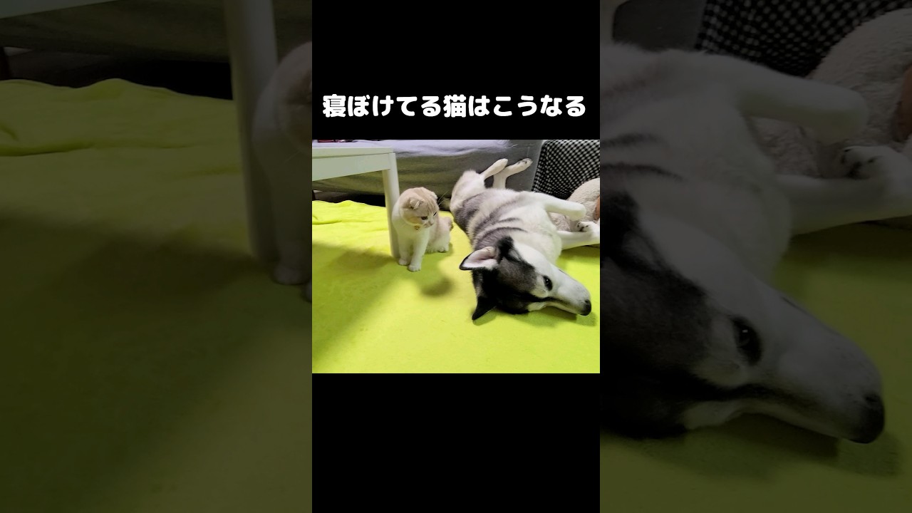 寝ぼけている猫はこうなります...笑#shorts