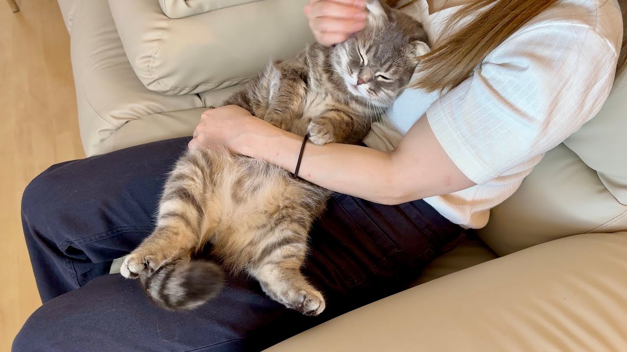 ママにデレデレのオス猫がこちらです笑 [マンチカンの銀時]