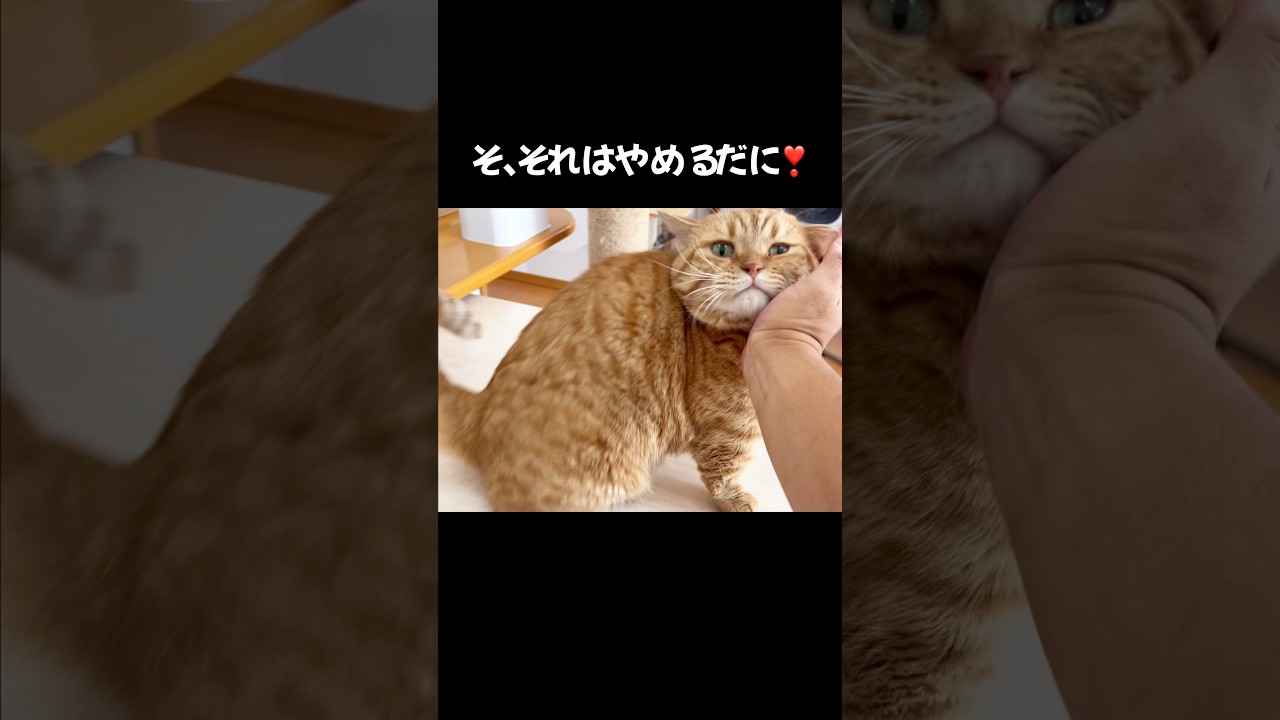そ、それはやめるだに！ #猫 #マンチカン #shorts