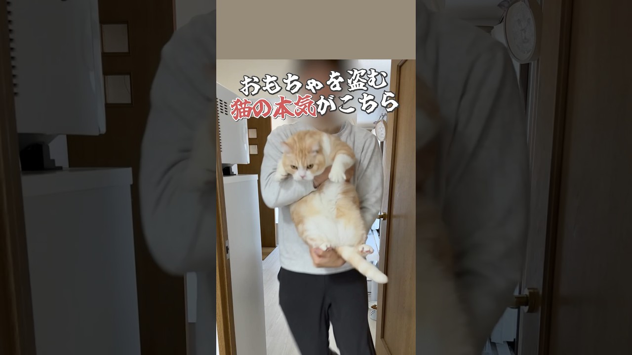 #cat #猫 #ねこ #猫動画 #スコティッシュフォールド #猫好きさんと繋がりたい