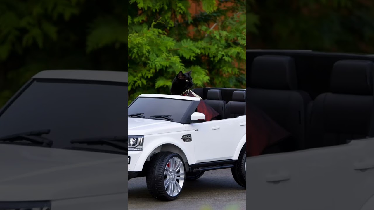 I didn't choose the bougie life, the bougie life chose me 😼