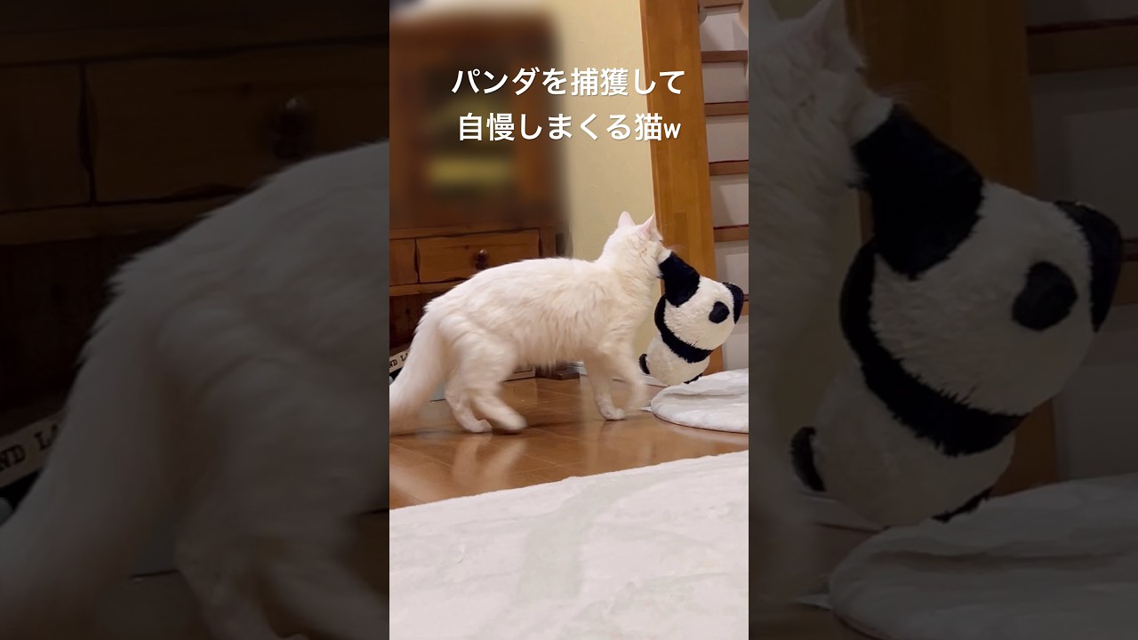 パンダを捕獲して自慢しまくるターキッシュアンゴラwww（半年前）#ターキッシュアンゴラ #ねこ #ノルウェージャンフォレストキャット #norwegianforestcat #鳴き声