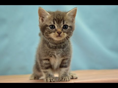 スコティッシュフォールド　No.240815　ペットショップ『ヒラマツケンネル』の子猫