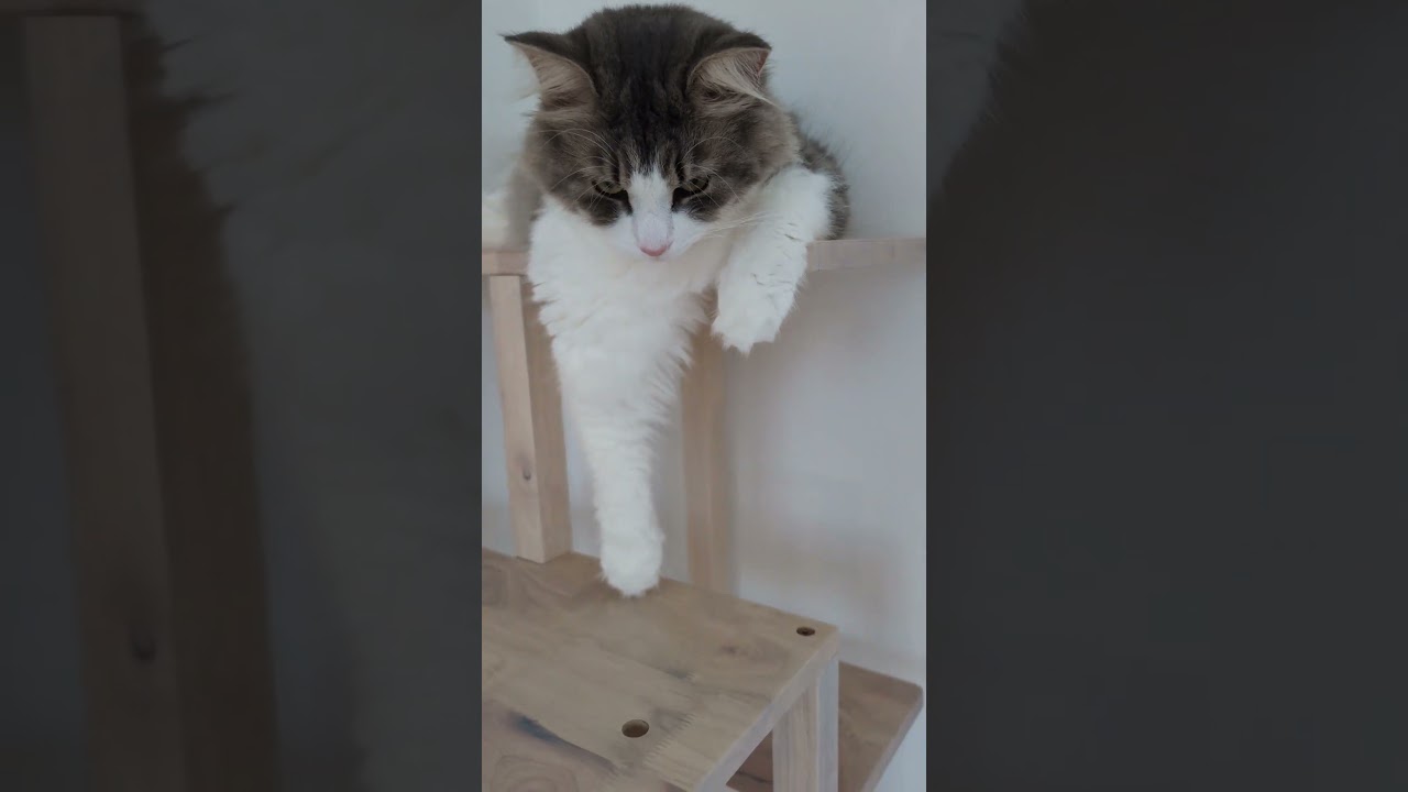 ながーい前足をついアピールしてしまう猫【ノルウェージャンフォレストキャット】＃Shorts