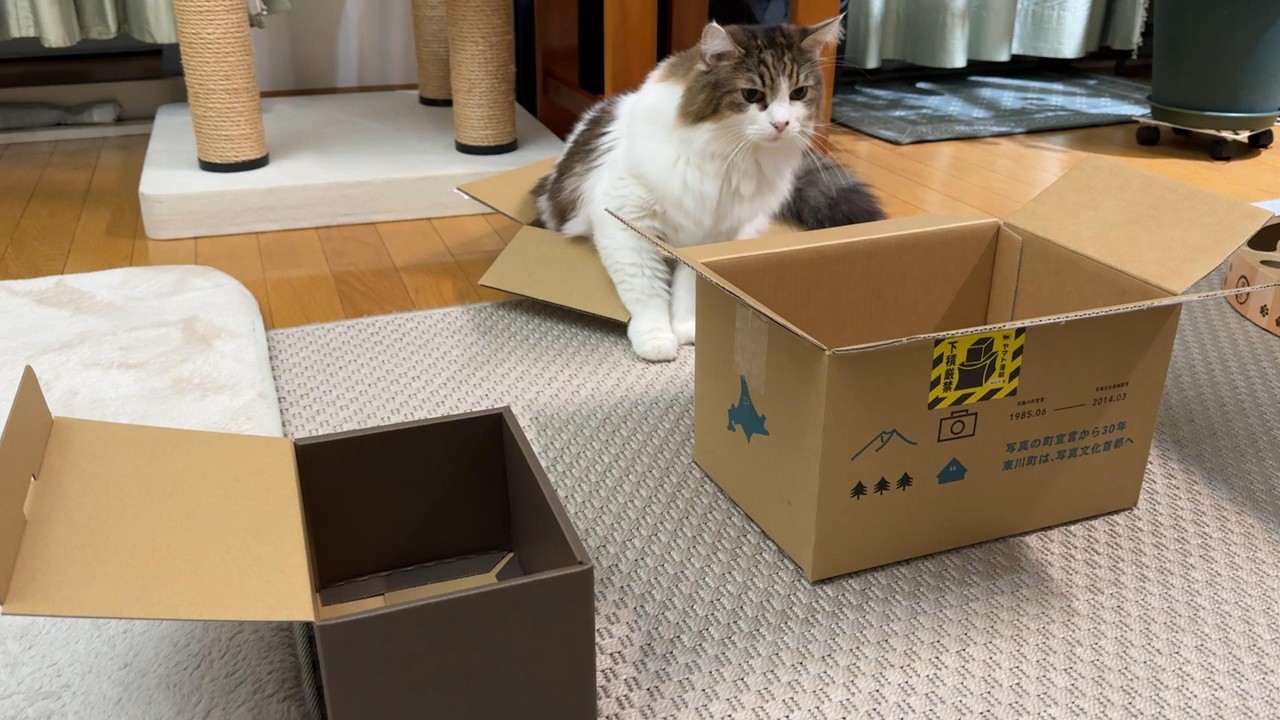 ノルウェージャンフォレストキャットの究極の選択！箱選びに迷う猫はこちらです