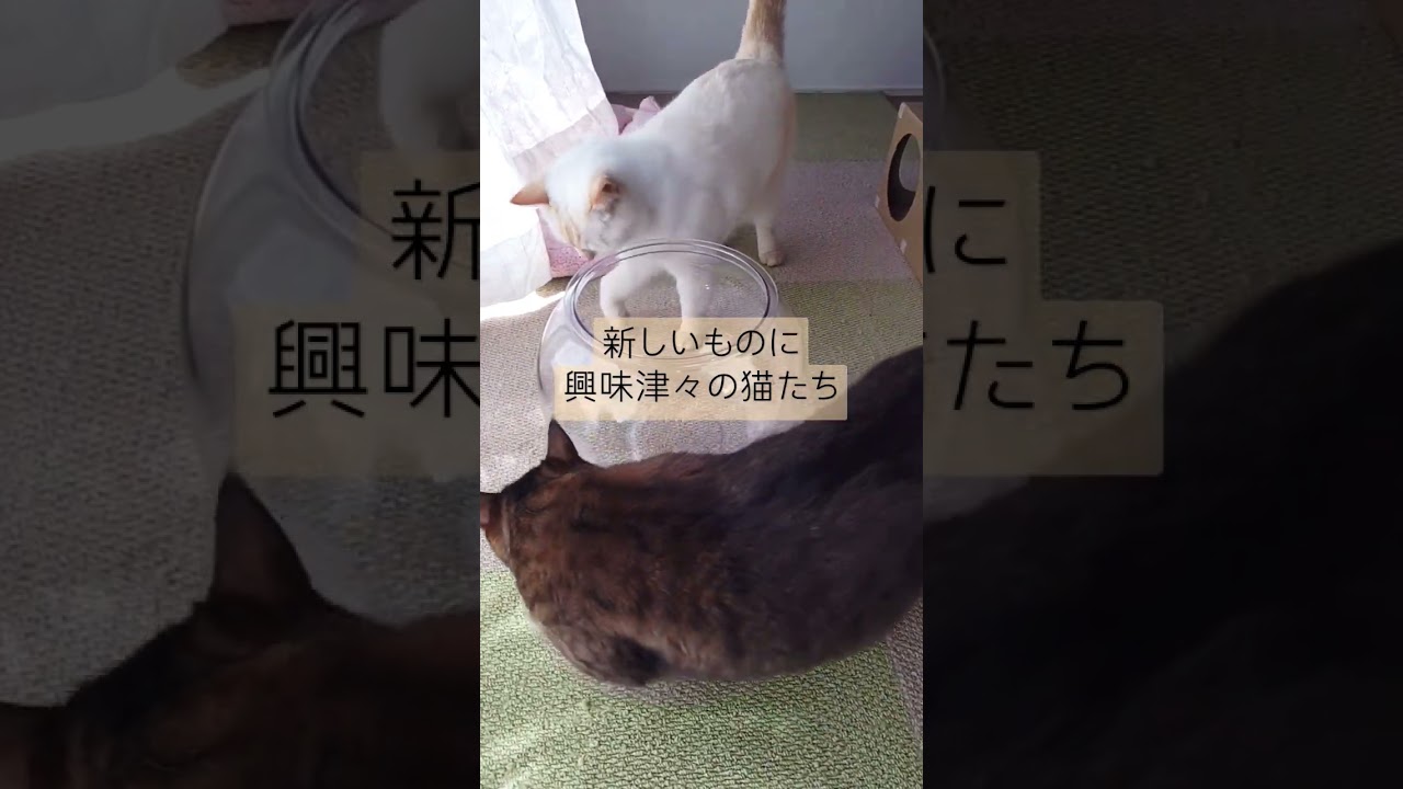 猫の金魚鉢！？　#shortvideo