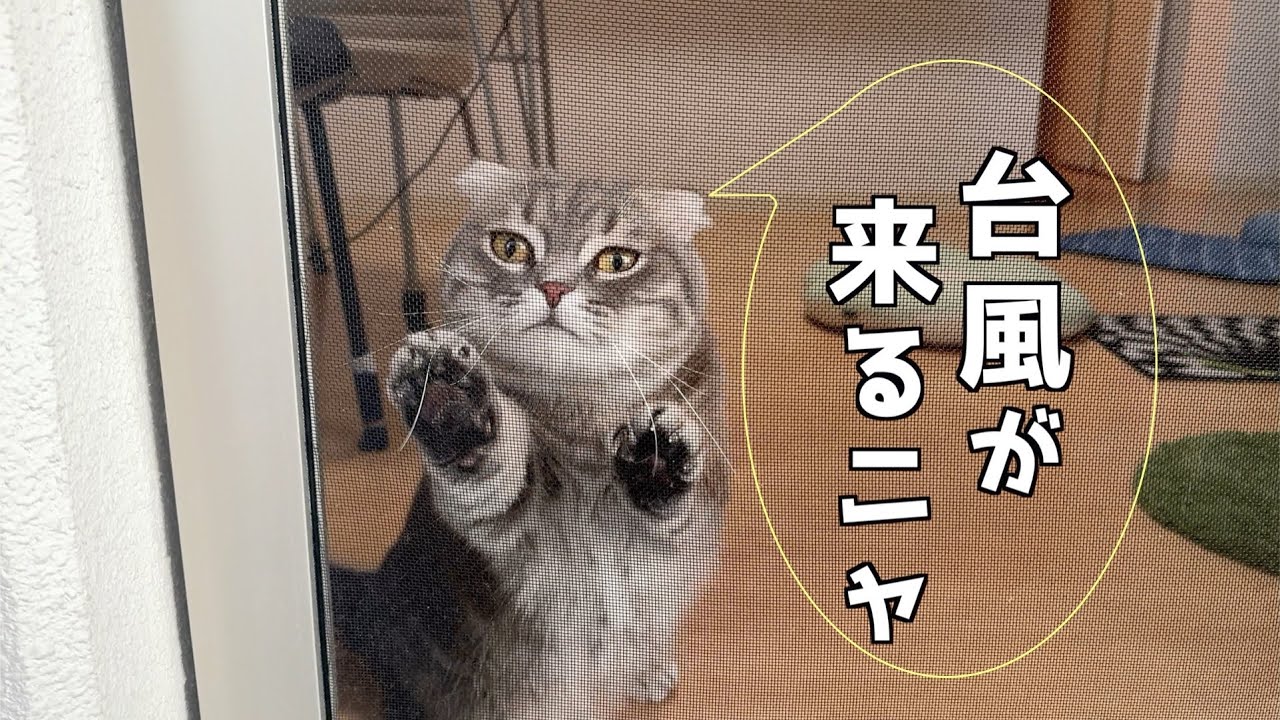 台風の気配を感じている猫がこちらです[マンチカンの銀時]