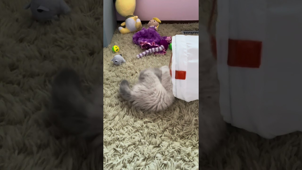 More passion, more energy, more footwork! Adorable kitten playing 😻