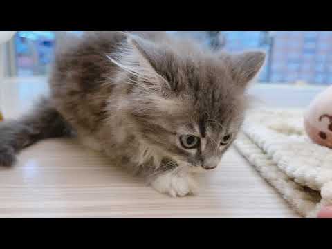 【2024/08/30撮影公開】入店初日のサイベリアンくん！お部屋探索の様子をシェア♡