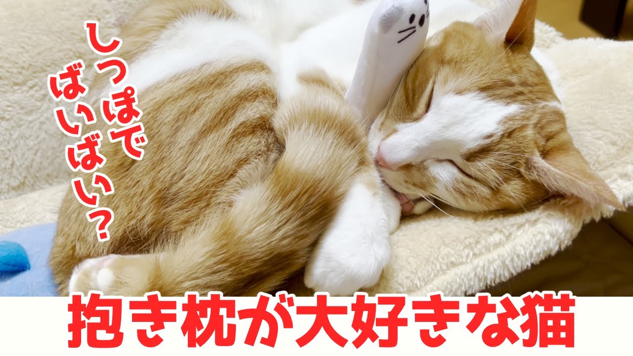 猫と過ごすサウナのある週末 【猫と一緒】№725