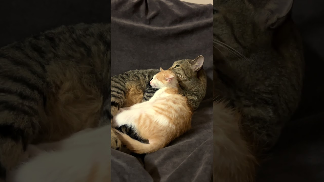 保護した子猫と先住猫が仲良しすぎて・・・ #子猫　#保護猫 #ネコ