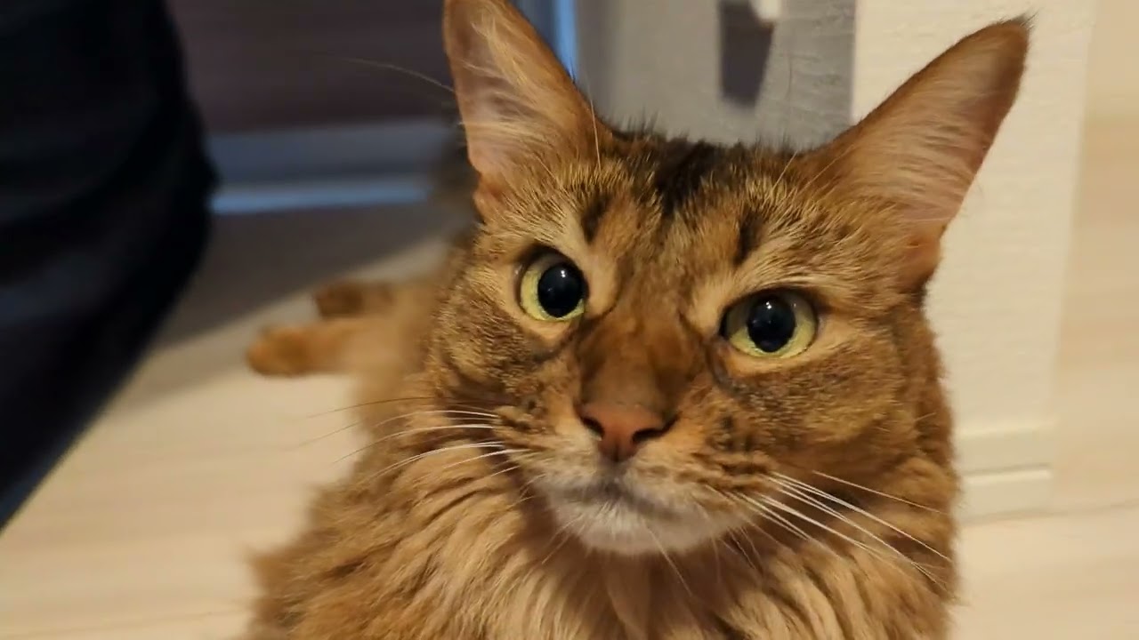 【956日目】はいかわいい #ソマリ #cat