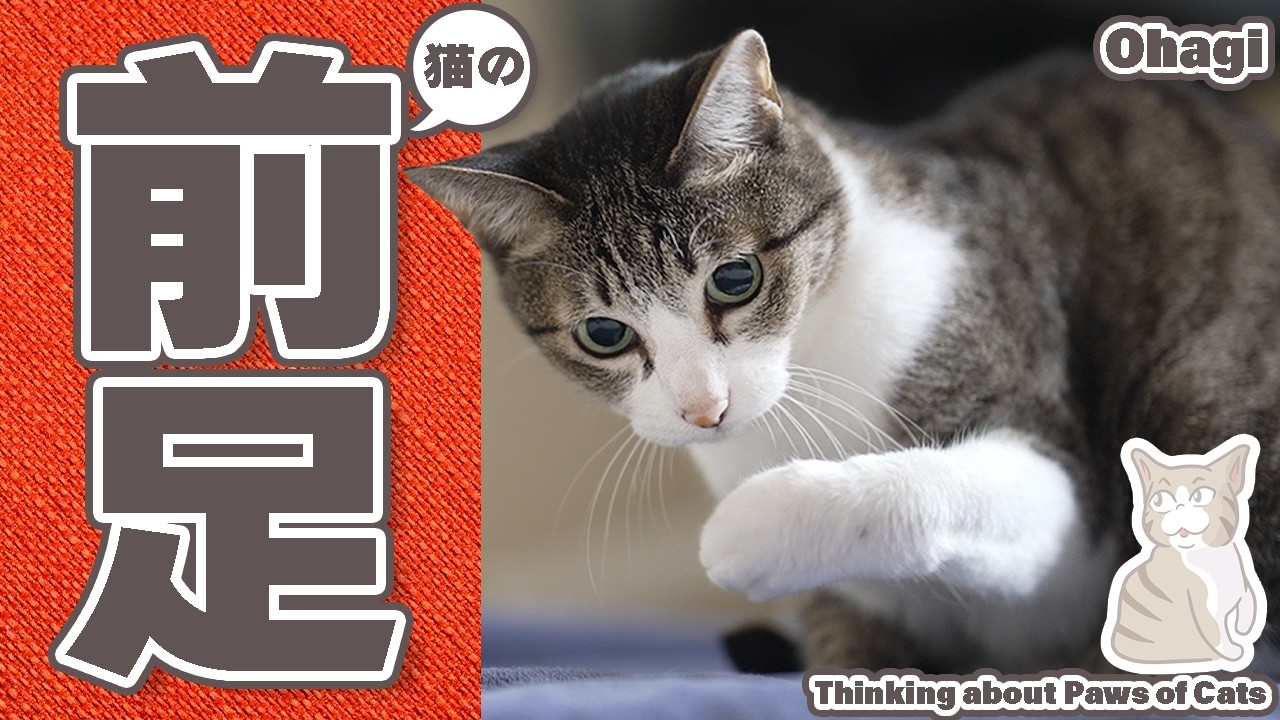 個性が光る猫の前足