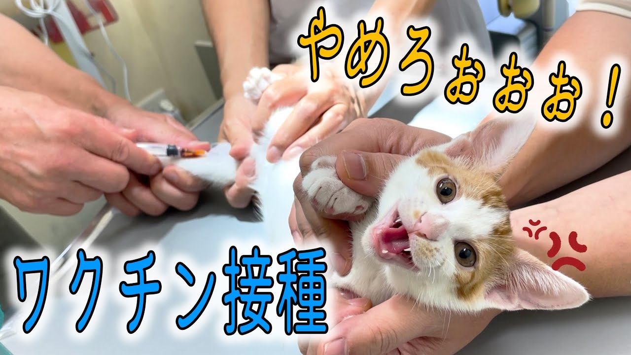6匹の子猫たち、初ワクチン接種で阿鼻叫喚の事態に…！？