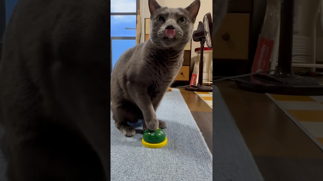 【ロシアンブルー】今朝のめろんのベル押し🛎️ペロペロ多すぎ🫢【猫】#shorts