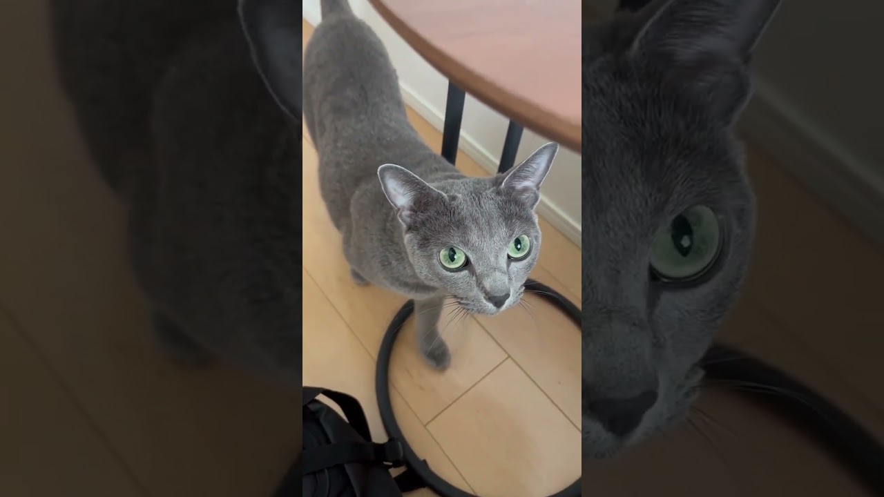 Relax #catcute #cute #kitte #cuteanimal #katten #cutecat #catlover #ねこ癒やし #cutepet #かわいい子ねこ