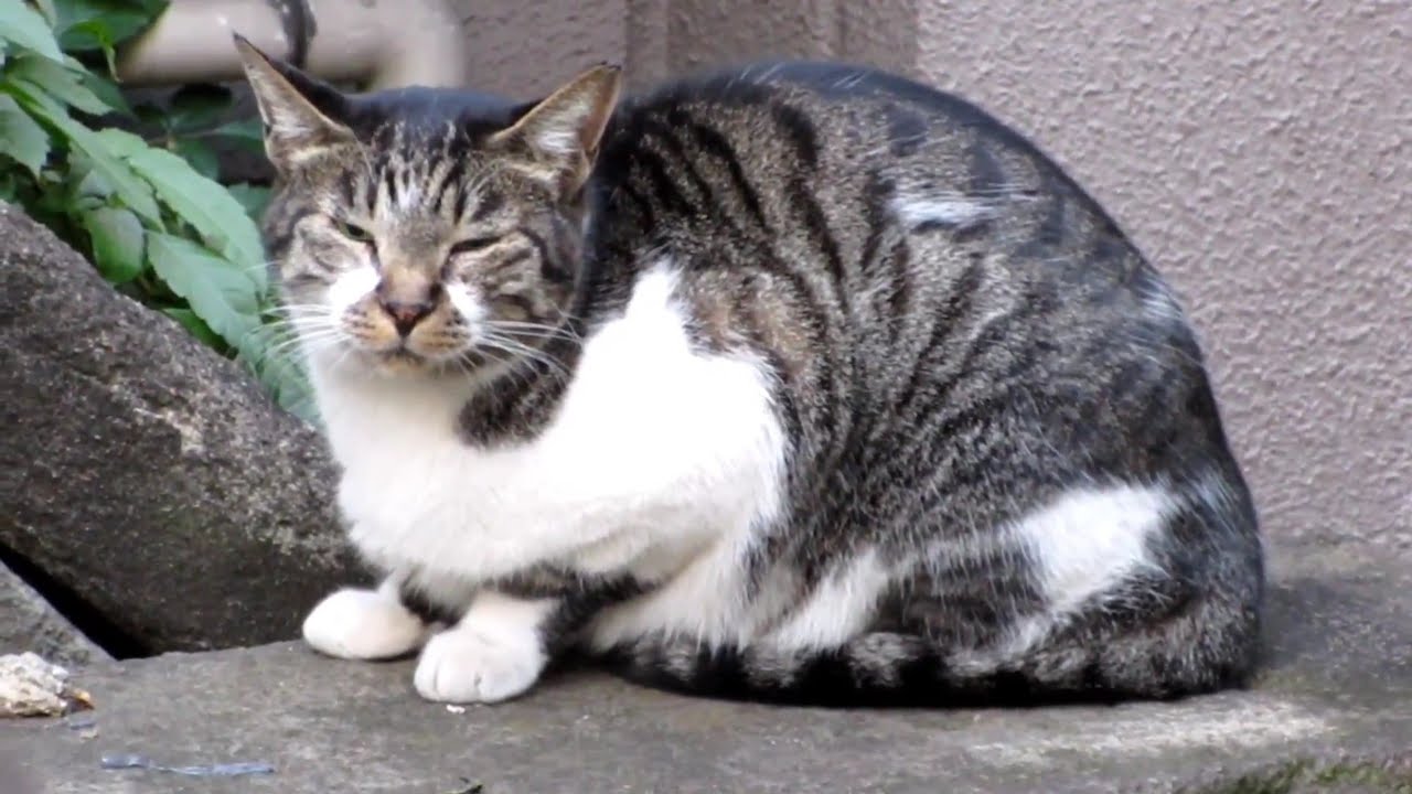 [野良猫]塀の上で寛いじゃうキジ白猫が可愛すぎる！[straycat]The white pheasant cat relaxing on the wall is so cute!