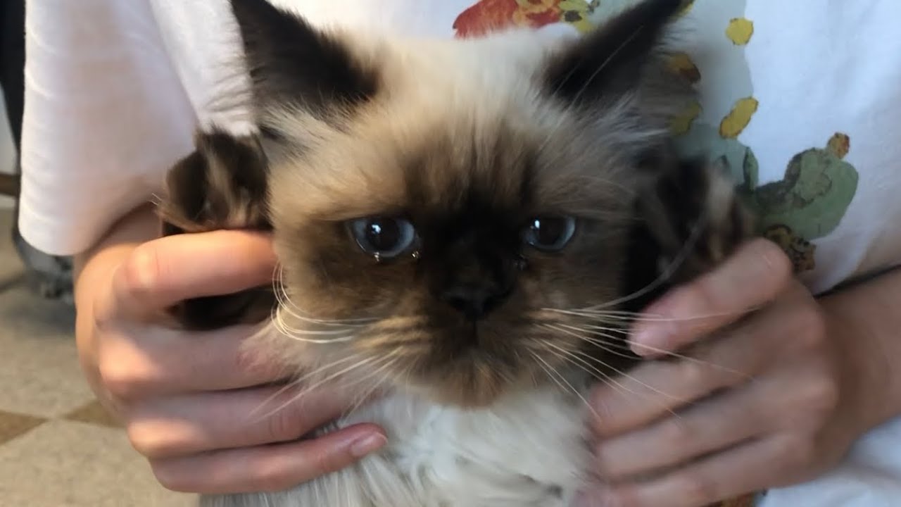 【ヒマラヤン】足裏の毛をカットします！【おうちサロン】