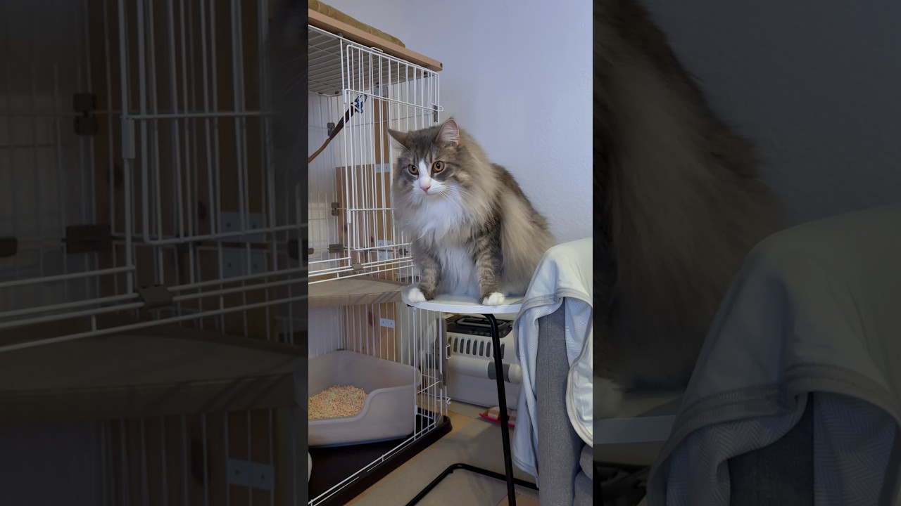 仁王立ち　#サイベリアン #siberian #1歳4ヶ月 #cat #猫 #shorts