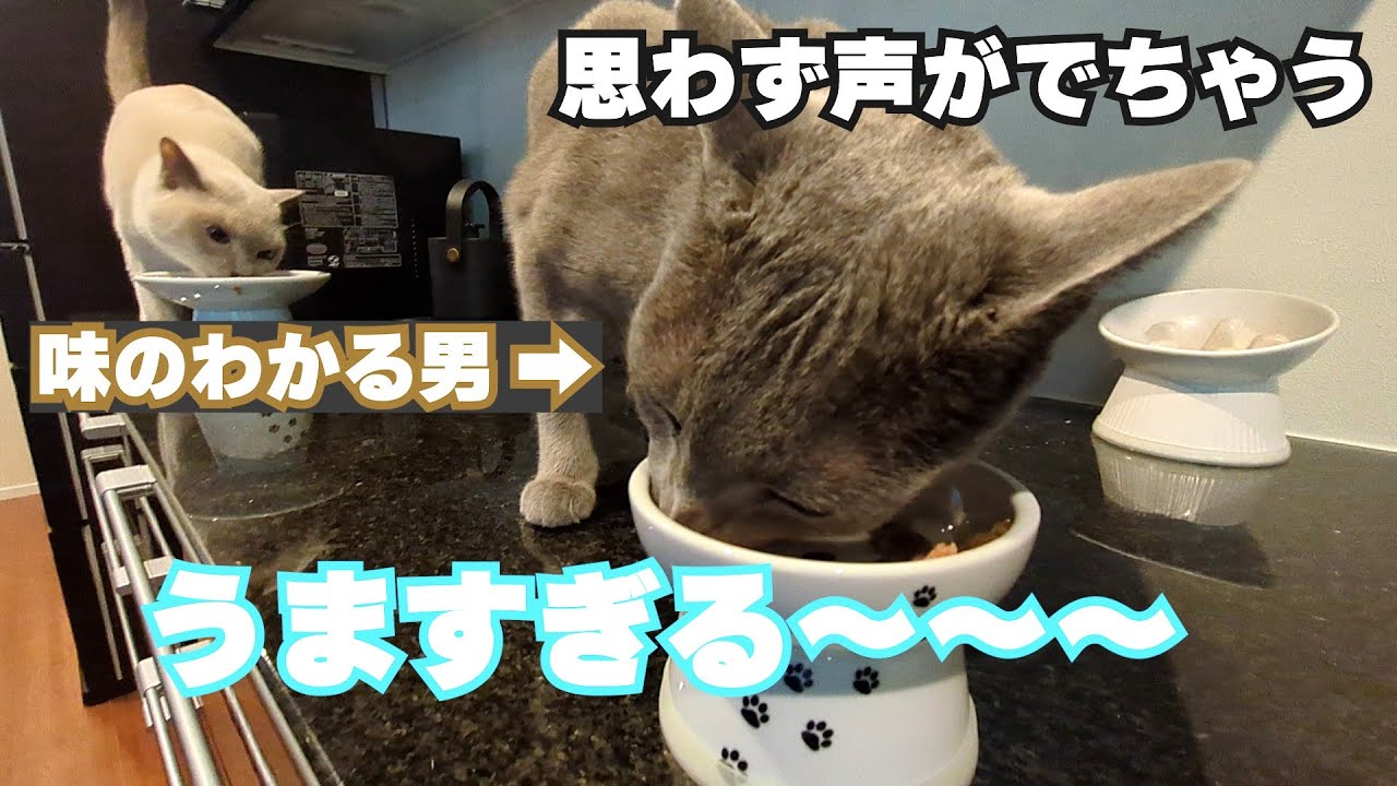 【猫が唸る】【ロシアンブルー×トンキニーズ×チワワ】美味しい時は声が漏れちゃう（#137 ）