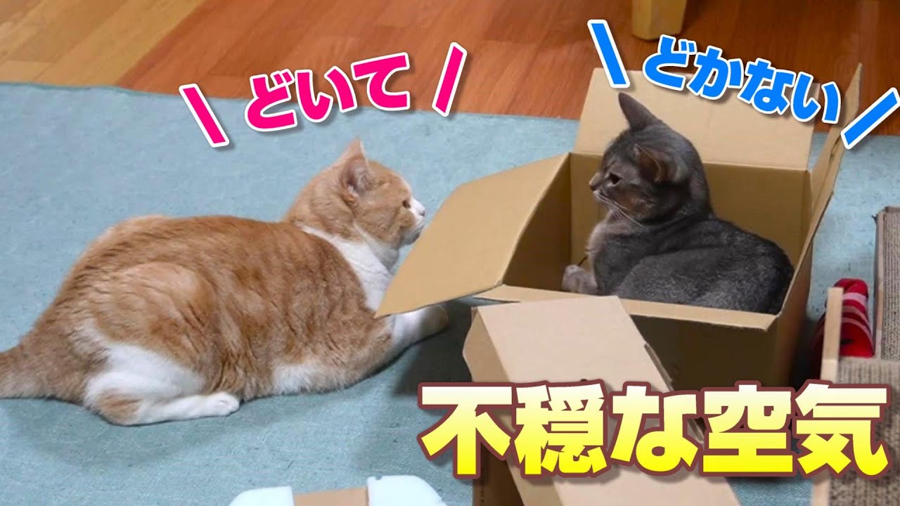 箱をめぐって争う猫【スコティッシュフォールド】【アビシニアン】