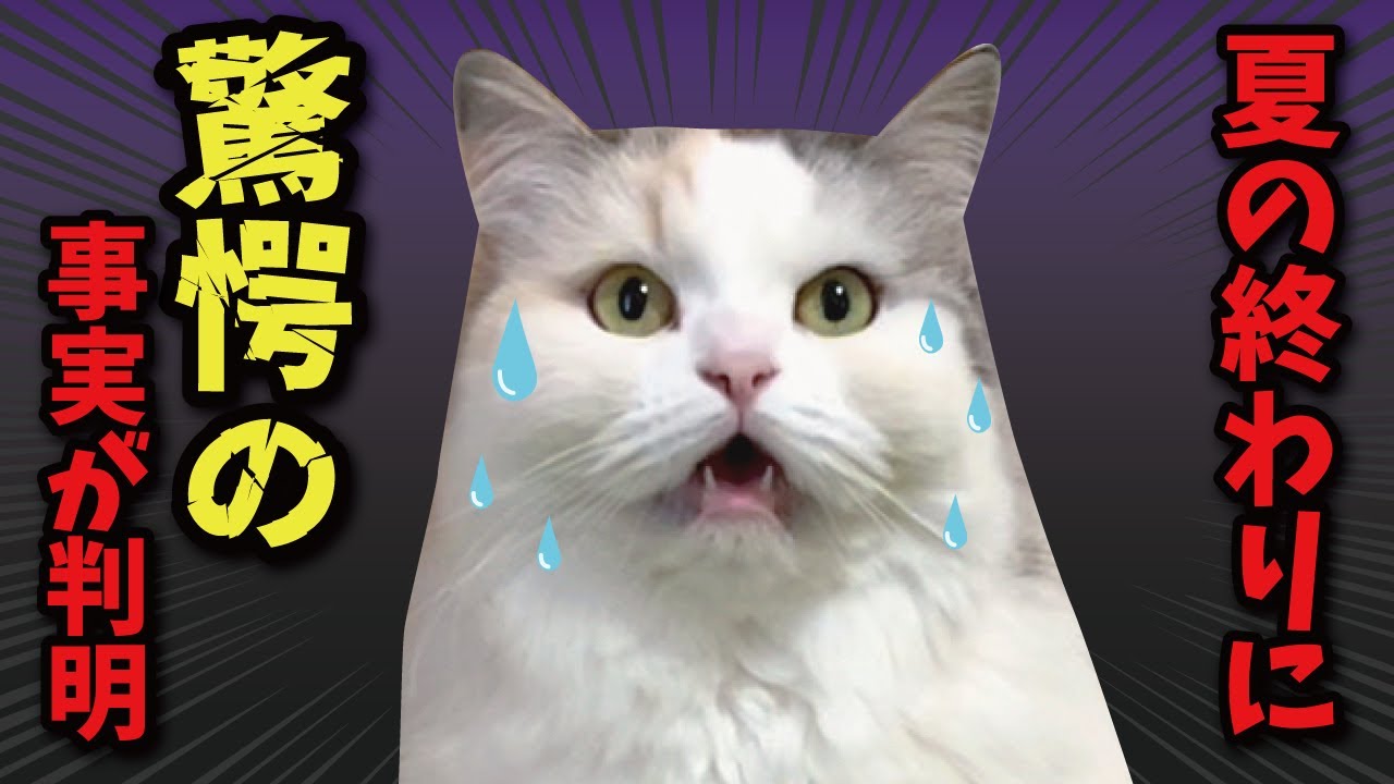 今年の夏の思い出が史上最低レベルの思い出しかなかった件…【関西弁でしゃべる猫】【猫アテレコ】